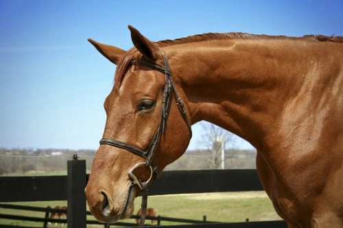 Hard Mouthed Horses: Causes and How to Retrain Them