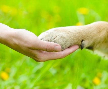 Do Dogs’ Dewclaws Have Useful Purposes?