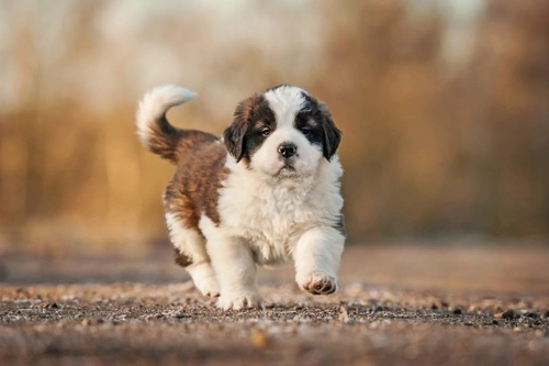 Saint Bernard Dog Health: Hereditary Issues & Testing Guide