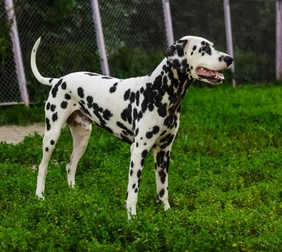 Common Health Issues in Dalmatians: A UK Guide