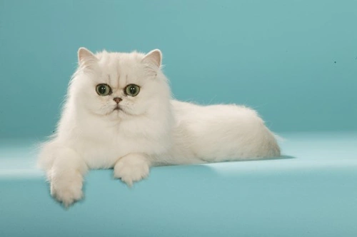 The Lovely Chinchilla Cat: Care, History & Personality Guide