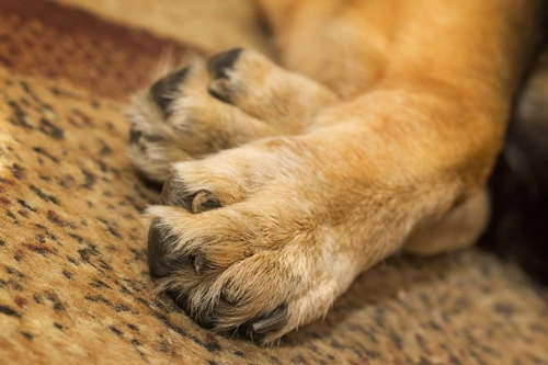 Carpal Hyperextension in Dogs: Causes, Symptoms & Treatment