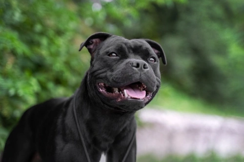 Which dogs tend to have a hard mouth and why?