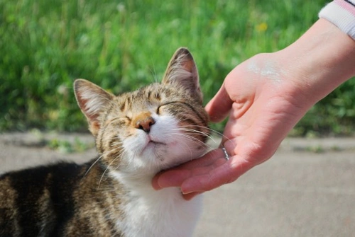 How to Socialise Your Kitten or Young Cat: A Complete Guide