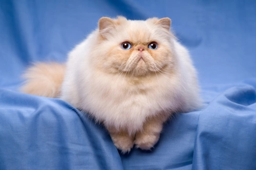 Top 5 Most Popular UK Cat Breeds in 2025