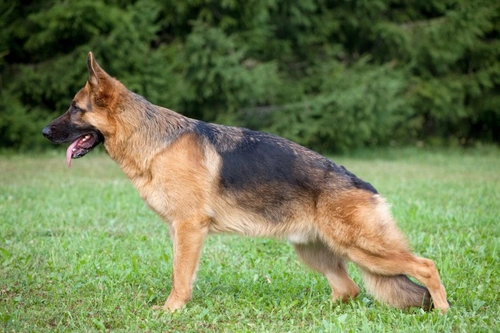 Hip Dysplasia in Dogs: Causes, Symptoms & Treatments