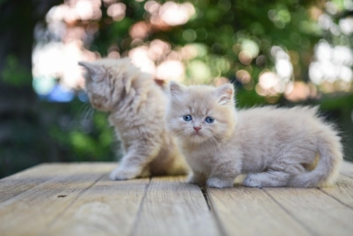 Why are some unrecognised cat breeds so expensive?