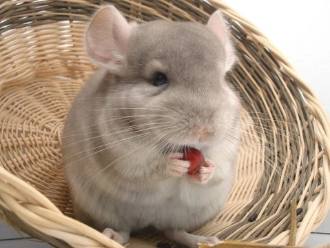 La chinchilla, una mascota muy sociable