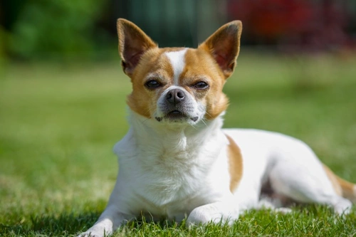 5 Common Causes of Colitis in Dogs and How to Prevent Them