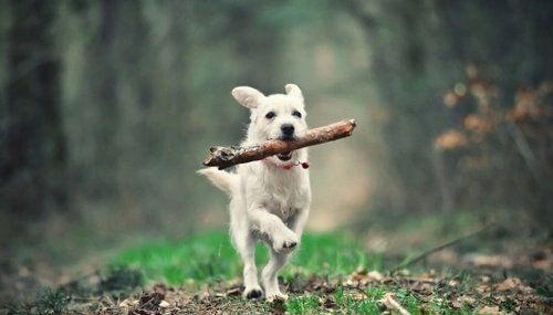 5 Tips to Boost Your Dog’s Energy Levels Safely