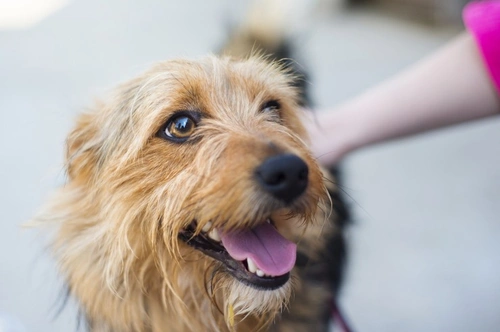 Understanding Cynophobia: Overcoming Fear of Dogs