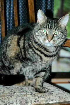 How Pets Adapt to Limb Loss: Care & Recovery Guide