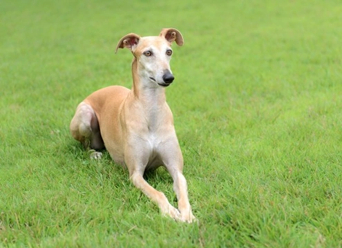 Canine Parainfluenza: Symptoms, Causes & Treatment for Dogs