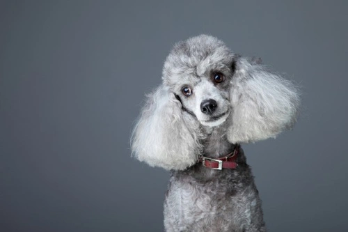 Fungal Infections in Dogs: Causes, Symptoms & Treatments