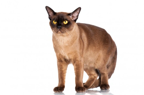Problemas de salud en gatos birmanos: cuidados clave