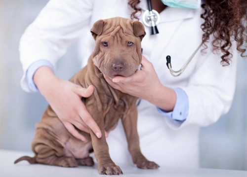 Dogs and Superbugs: Preventing Antibiotic Resistance in Pets
