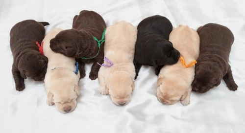 Predicting Labrador Retriever Puppy Coat Colours Easily