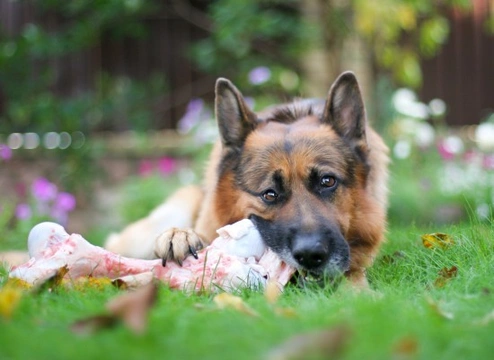 The Raw Food Debate in Dog Feeding Decoded