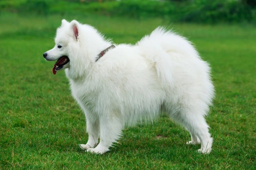 Kennel Club Puppy Registration: Rules and Refusal Reasons