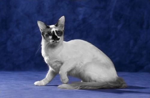 Gato Balinés vs Siamés: Diferencias Clave Explicadas