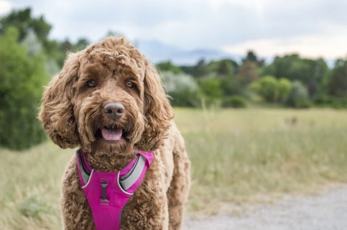 5 Ways to Ease Your Dog’s Hayfever and Seasonal Allergies