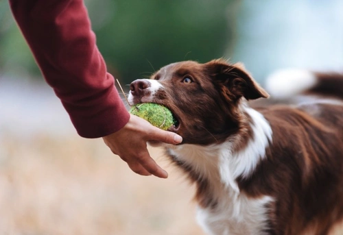 How to Motivate a Border Collie During Training