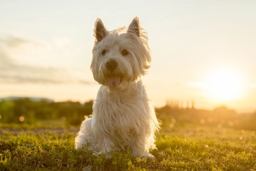 4 Approaches to Diagnosing Your Dog’s Allergies