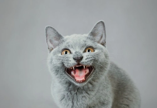 Your Cat's Body Language: Understand Your Cat's Moods