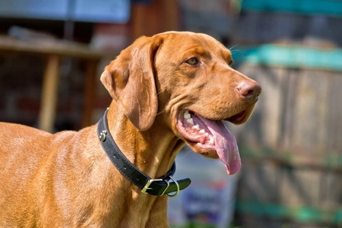 Five of the Easiest Dog Breeds to Train for Beginners