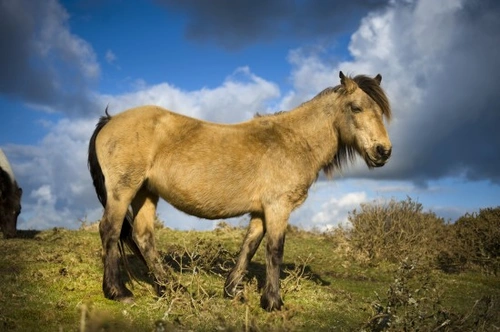 Ten British Horse Breeds Facing Extinction: A 2025 Guide