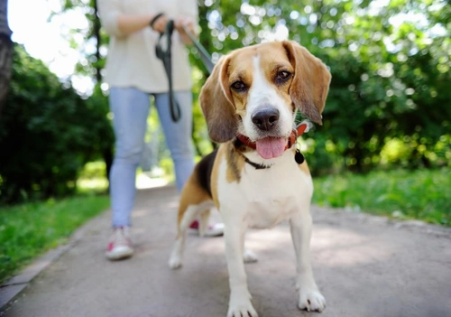 New Lafora’s Disease Health Test Scheme for Beagles
