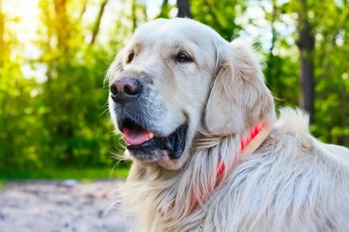 Which dog breeds are more susceptible to cancer?