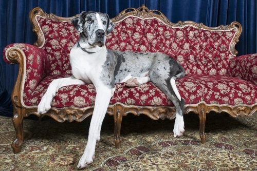 Correctly feeding a Great Dane: expert nutritional guide