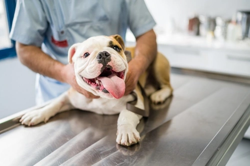 Can I Take My Dog to the Vet and Maintain Social Distancing?