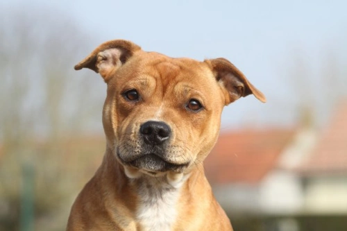 Staffordshire Bull Terrier: raza positiva y familiar