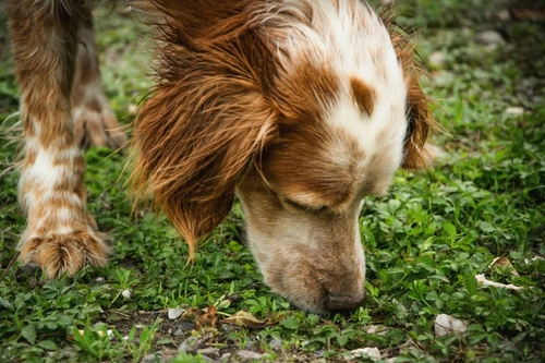 Sniffer dogs: what makes them so special?