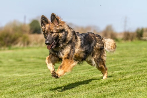5 Clear Signs You Really Need to Insure Your Dog