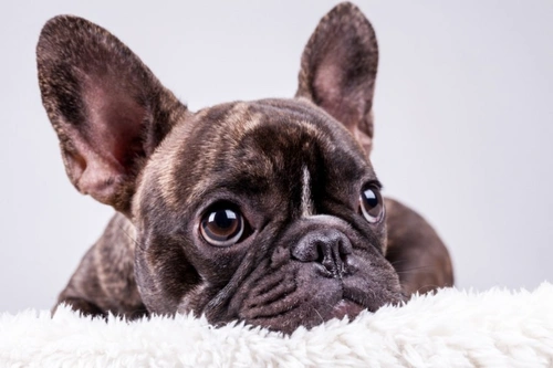 How to Teach a Dog a Command: Step-by-Step Guide