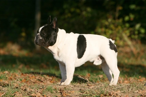 What it Takes to Make a Pedigree Stud Dog