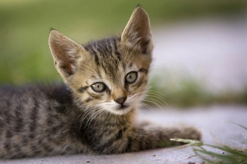 Pensar como un gato: qué necesita para ser feliz