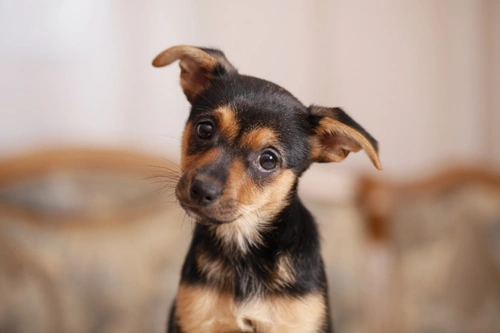 Choosing and Feeding the Best Food for Your New Puppy