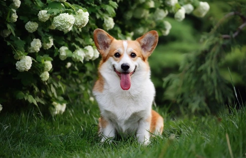 What Does the Term ‘Pyo’ Mean? Understanding Pyometra in Pets