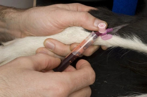 Blood transfusions for cats and dogs: Could your pet be a lifesaver?