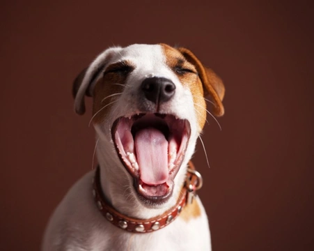 Halitosis en perros: causas y gestión del mal aliento
