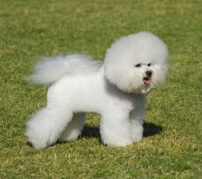 10 Most Affectionate Dogs: Loving Family Companions