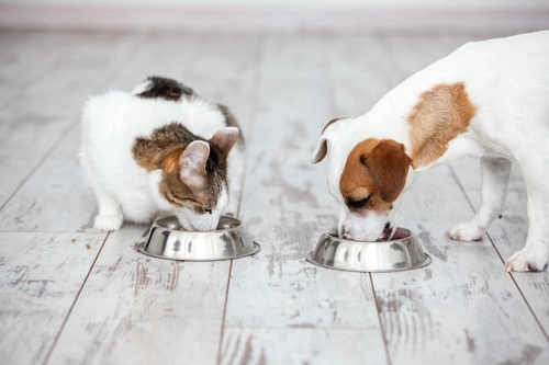 How Cats and Dogs Differ in How They Eat