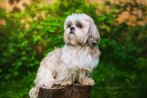 Why You Should Never Allow Mats in Your Dog’s Coat