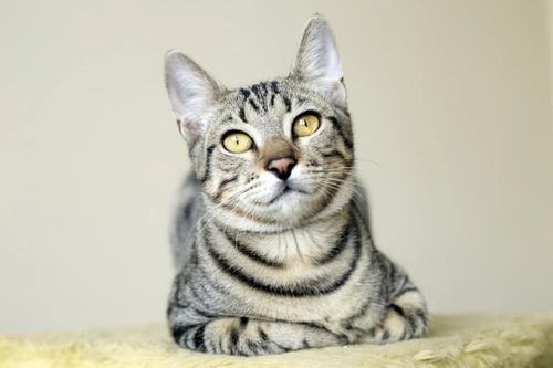 How to Sponsor a Cat: Support Cats in Rescue with Care