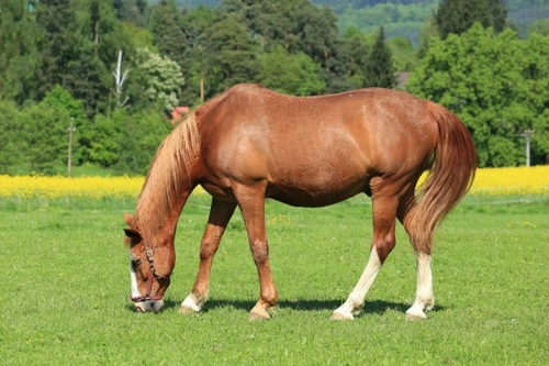Sweet Itch in Horses: Causes, Symptoms & Treatments
