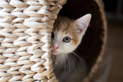 Keeping Your Cat Calm and Safe on Bonfire Night